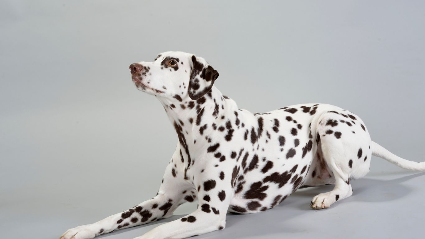 Assicurazione animali domestici 2 assicurazioni animali domestici