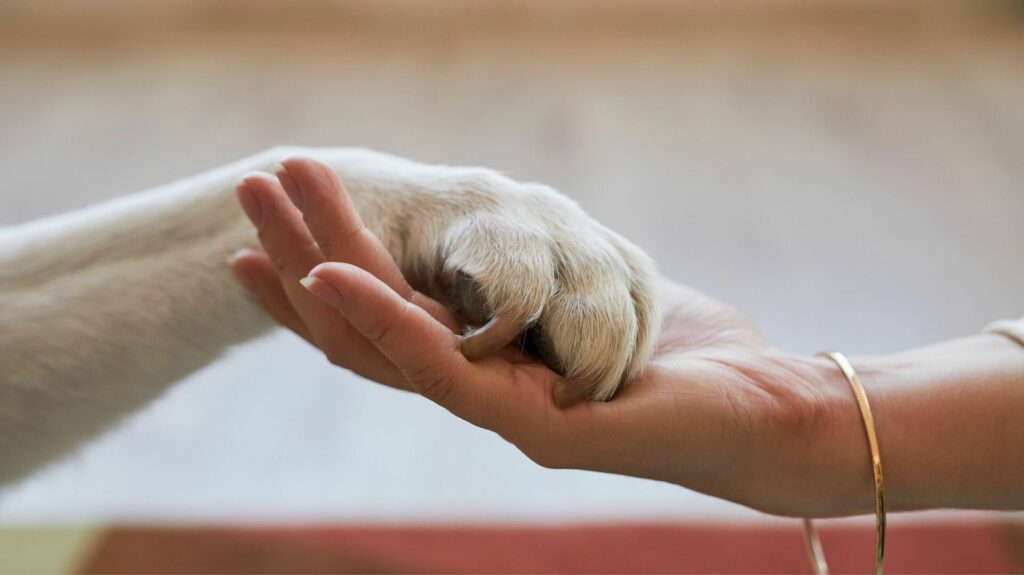 L'assicurazione per animali domestici per proteggere i nostri cani e gatti Eine Haustierversicherung zum Schutz unserer vierbeinigen Freunde